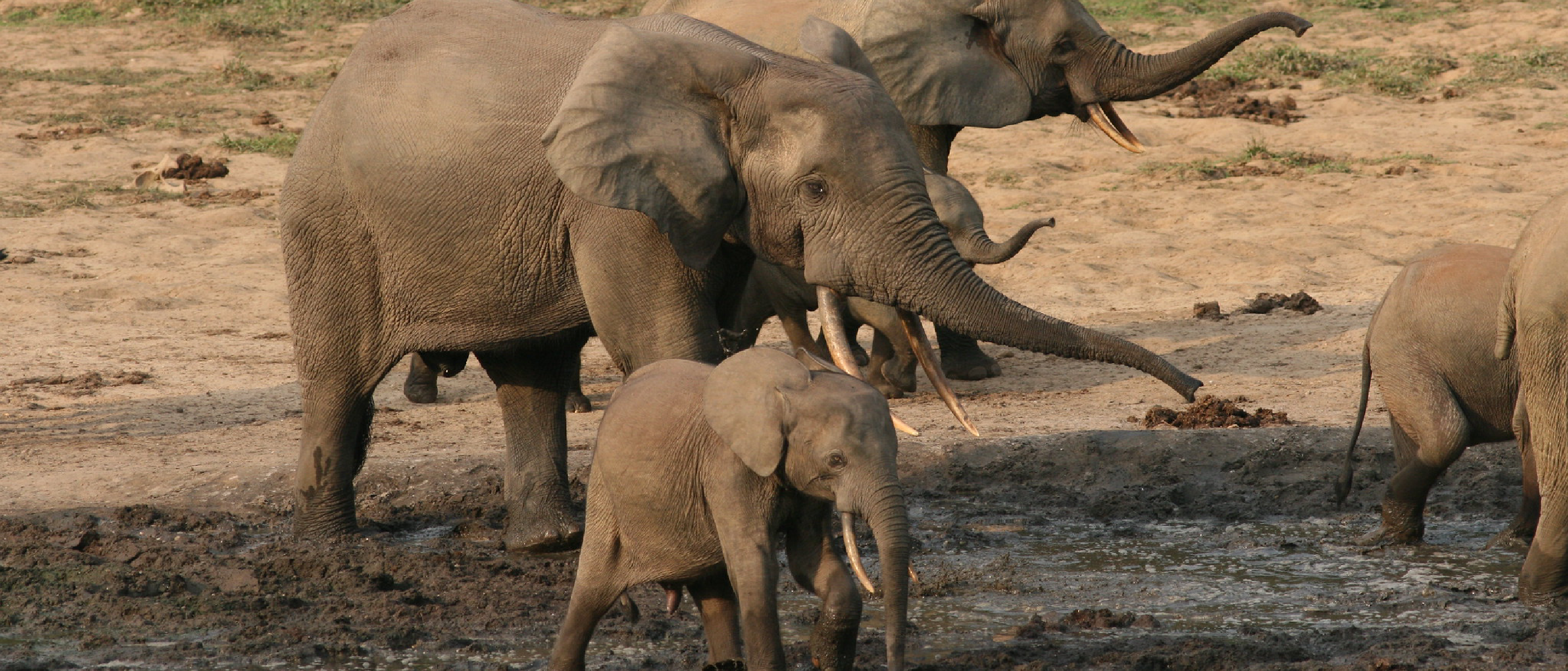 Jorja Fox speaks out against the Elephant Forest