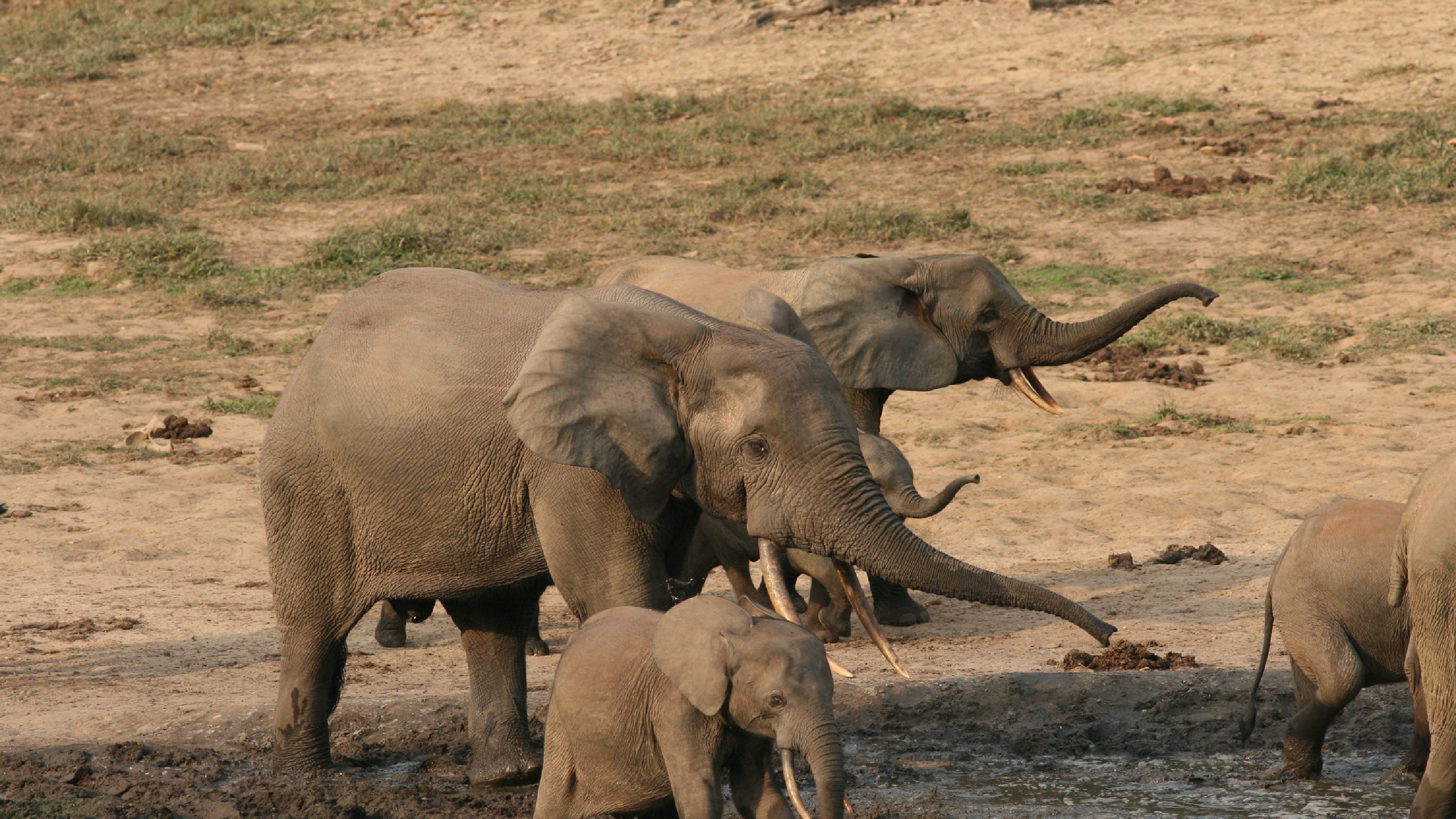 Jorja Fox speaks out against the Elephant Forest