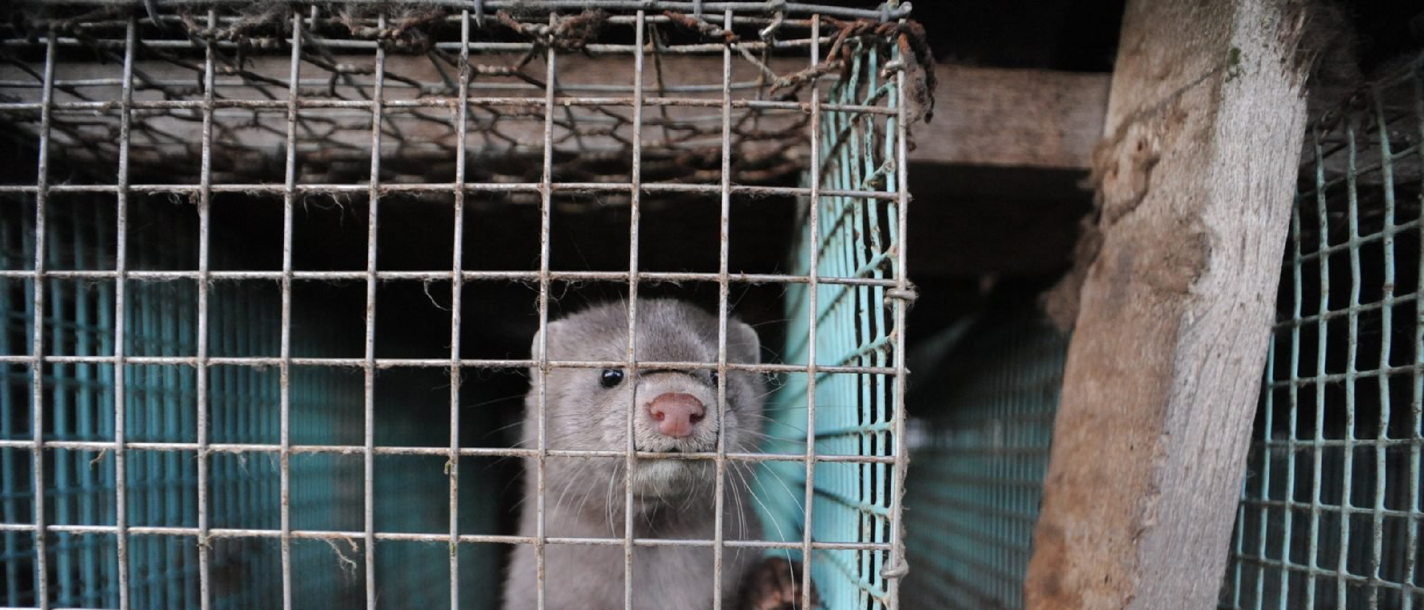 Jorja Asks Sweden's PM to Ban Fur Farms