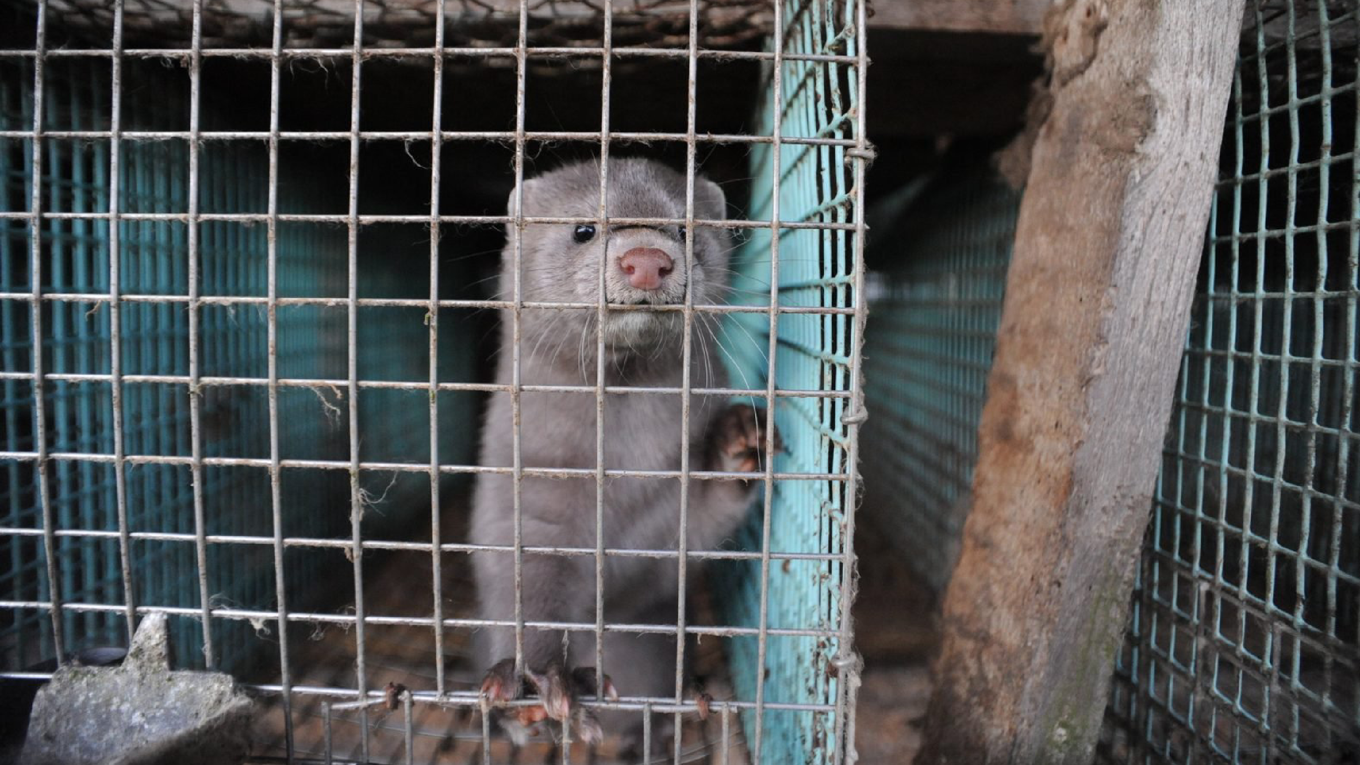 Jorja Asks Sweden's PM to Ban Fur Farms