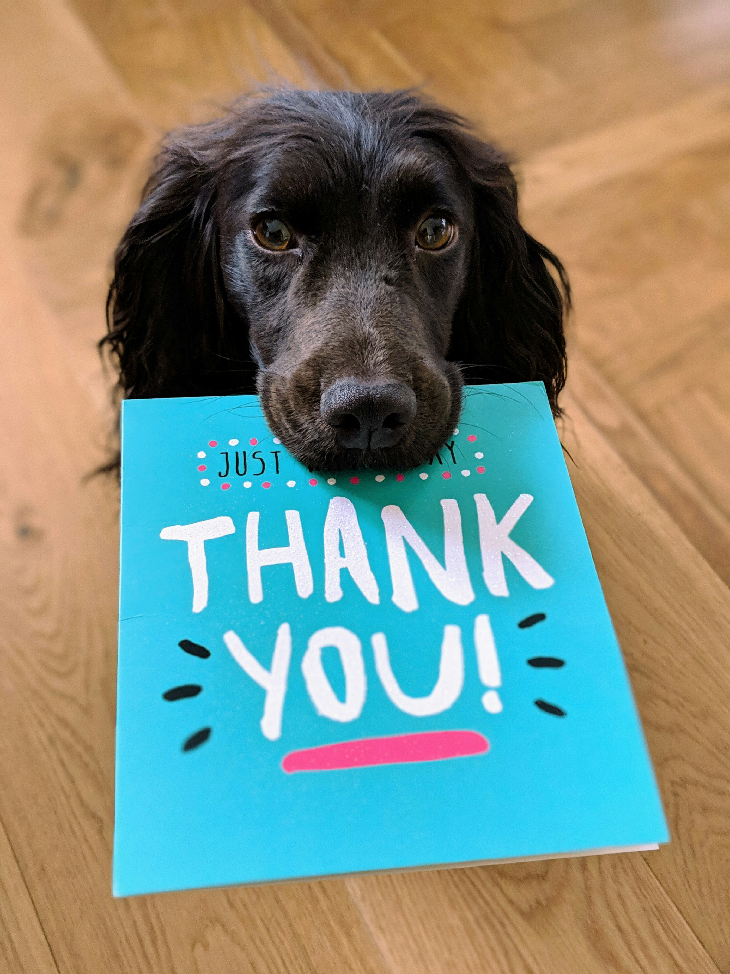 Tilly the dog biting a card saying Thank you!